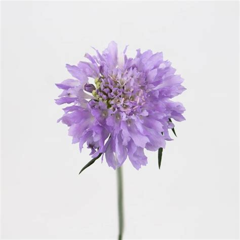 Wholesale Lavender Blush Scabiosa Flower ᐉ Bulk Lavender Blush Scab