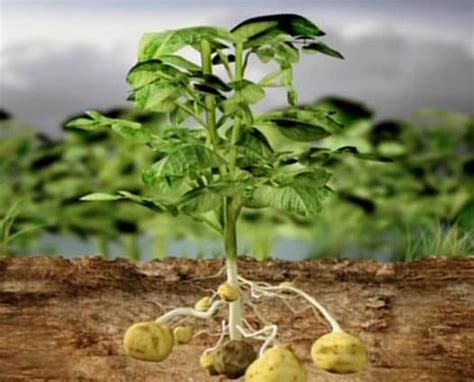 Wann pflanzt man kartoffeln am besten im garten? Kartoffeln kaufen in Willich. Beim Meyerhof erhalten Sie ...