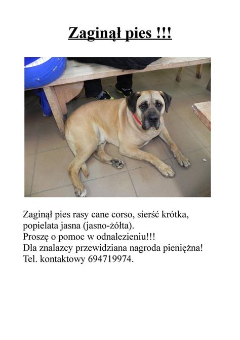 Olbrzymi pies okazał się być bardzo towarzyski i spokojny, dlatego też david mógł bez większych problemów zabrać go do weterynarza, aby sprawdzić jego stan tego samego dnia, około 800 dni po zaginięciu duka, david zadzwonił do julio z szokującą wiadomością. GMINA TOMASZÓW Pies poszukiwany - APEL - Tomaszowski ...