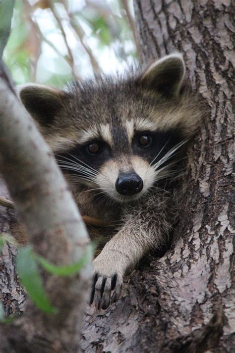 Free Photo Baby Raccoon Cute Wildlife Free Image On