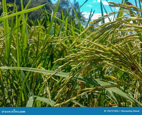 Pianta Di Riso In Campo Kharif Crop Himachal Pradesh India Fotografia