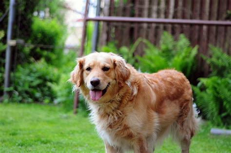 Free Images Animal Cute Canine Standing Pet Golden