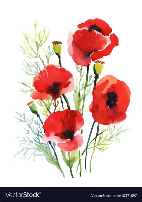 Red Watercolor Poppies Flowers Isolated On White Background Download A