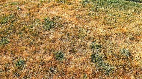 Why Is My Fescue Grass Turning Yellow Backyard Now