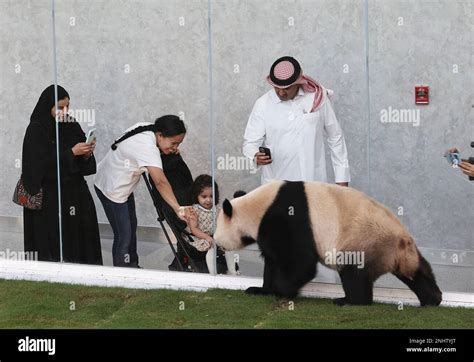 Giant Panda Jing Jing Is Seen At The Panda House At Al Khor Park In