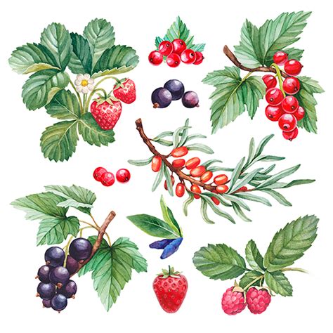 Watercolor Illustrations Of Berries On Behance Watercolor