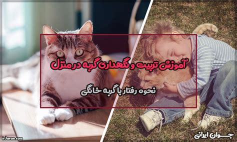 آموزش تربیت و نگهداری گربه در منزل مهمترین نکات آن جوان ایرانی