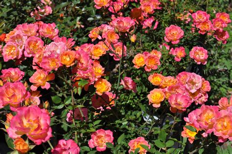 Mini Rose Tiddly Winks Mccabes Nursery And Landscape Mini Roses