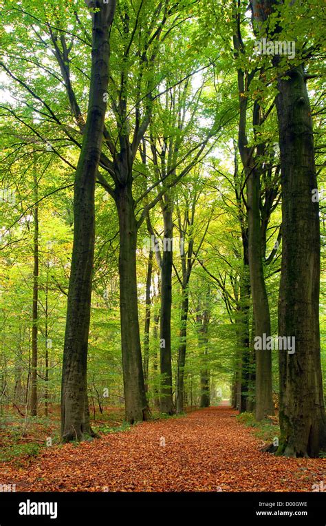 Path Through Lush Forest Stock Photo Alamy