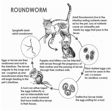 Life Cycle Of Roundworm In Dogs
