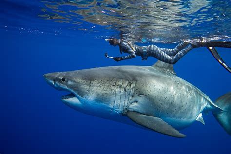 Swimming With Sharks Everything You Need To Know Mens Journal Men