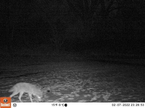 Coyote From Olbrich Botanical On February 7 2022 By Katey Pratt Coyote On Starkweather Creek