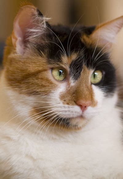 Calico Cat Facts Pictures And Traits With Pictures Hepper Cat