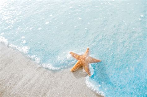 Starfish On The Beach Stock Photo Download Image Now Istock