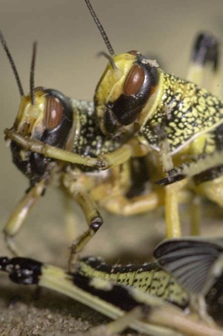 Grasshoppers Vs Locusts What Makes A Swarm Live Science