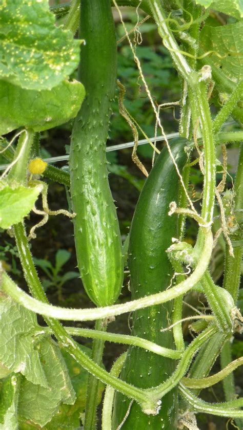 Gartenkalender übers jahrobst und gemüse: Die Aussaat von Gemüse - wann und wie?