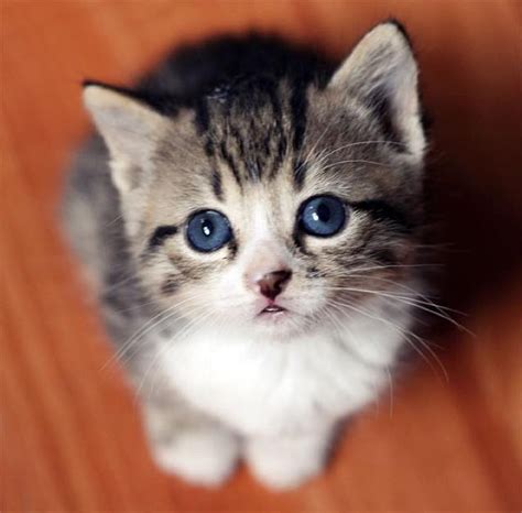 Cats With Googly Eyes Are Real And Theyre Beautiful