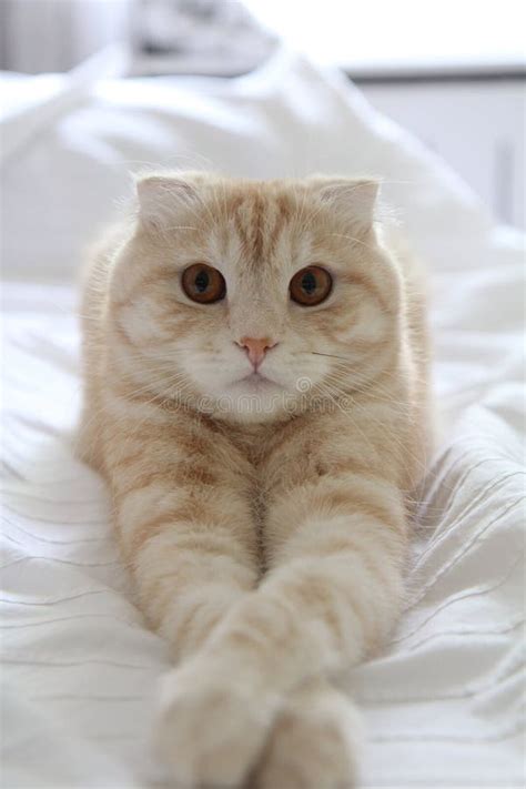 Scottish Fold Cat Stock Image Image Of Scottish Posing 43220323