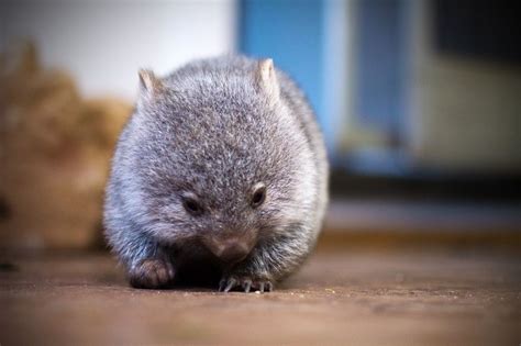 When the pandemic made travel difficult, a wildlife rehabilitator turned her apartment into a home for three rescued wombats. Baby wombat | Baby wombat, Cute animals, Cute wombat