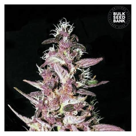 Purple Glam Kush 💄 Bulk Seed Bank Planta Medicinal