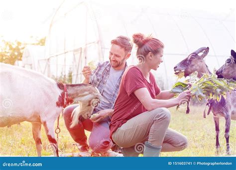 Man And Woman Feeding Goats On Grass At Farm Stock Image Image Of Mammal Together 151603741