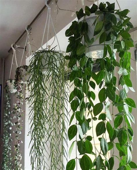 40 Beautiful Hanging Plants Ideas For Home Decor Page 4 Of 42 Soopush