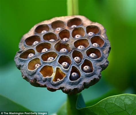 Fear Of Holes Trypophobia Linked To Disgust And Not Fear Daily Mail Online