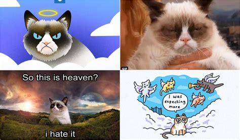 Grumpy Cat Memes Heaven