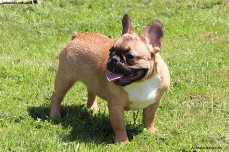 Rescue • rehabilitate • rehome english bulldogs. French Bulldog - Puppies, Rescue, Pictures, Information ...