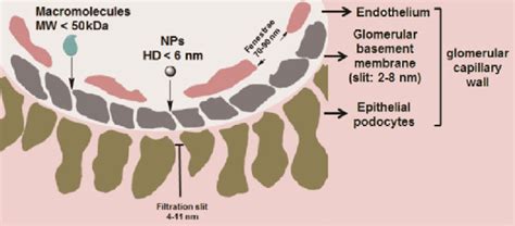 (the functional filtration unit of the nephron) is a group of anastomosing capillaries in the kidney invested in two layers of epithelium making. Schematic structure of the glomerular filtration barrier ...