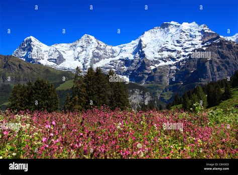 Alp Alps Flora View Mountain Mountain Panorama Mountains