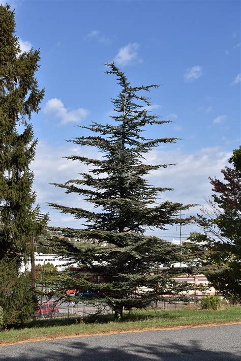 Brevifolia Cedar Of Lebanon Cedrus Libani Brevifolia In Columbia