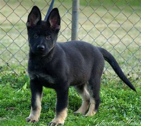 It should be noted that many breeders refer to their light sable puppies as. East German Working Line Puppies - DDR Guard Dogs