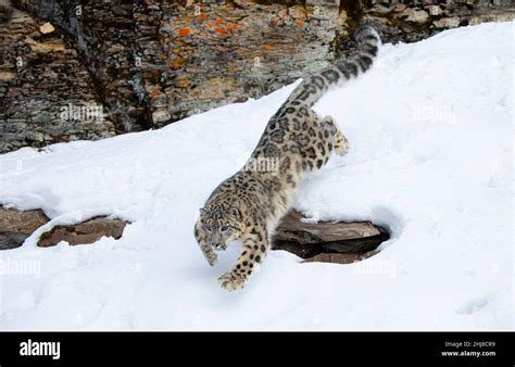 Snow Leopard Panthera Uncia Jumping Off A Rocky Cliff Into The Winter