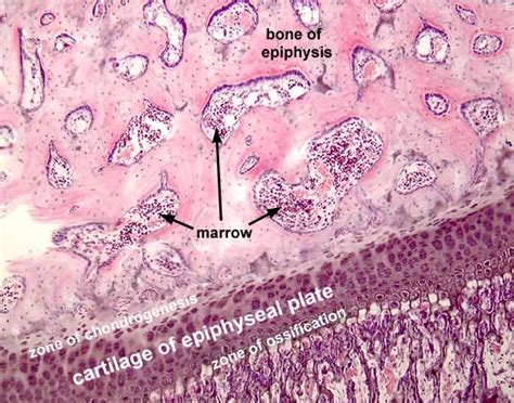 Histology at SIU