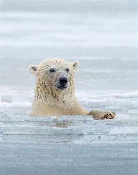 Polar Bear Portrait Photograph By Howie Garber Fine Art America