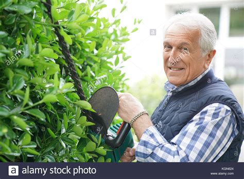 Senior Man Using Hedge Trimmer Stock Photo Alamy