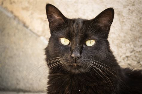 Black Cat Animal Free Photo On Pixabay Pixabay