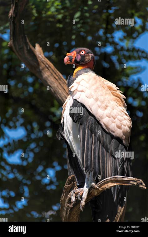 King Vulture Sarcoramphus Papa Perching On A Branch Stock Photo Alamy
