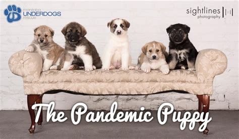 The Pandemic Puppy Manitoba Underdogs Rescue