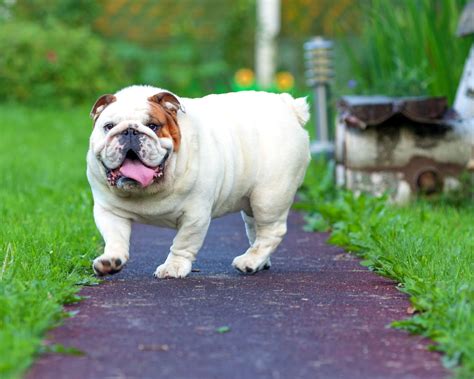 These dogs were mixes of french and english bulldogs and weighed about 20 pounds. Everything You Need to Know About Miniature English ...