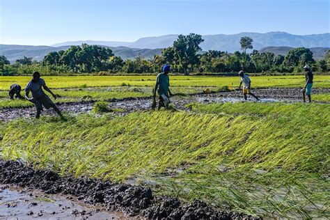 Gift of hope empowers struggling mamas to have a better tomorrow. Haiti's Rice Farmers, With Government Help, Hope They Can ...
