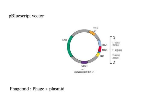 Ppt Ch 4 Molecular Cloning Methods Powerpoint Presentation Free