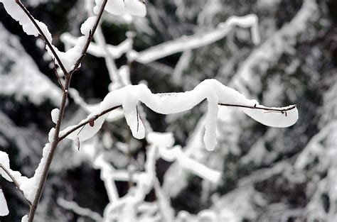 Melting Snow On The Branches