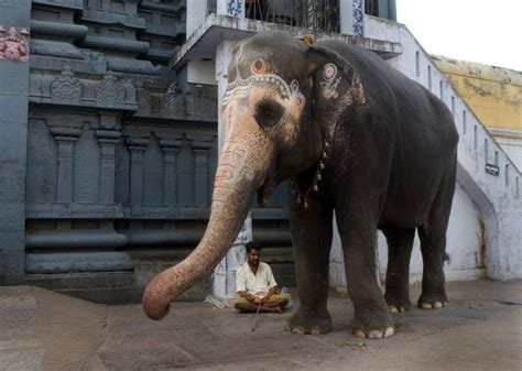 A Tamil Nadu Temple Elephant