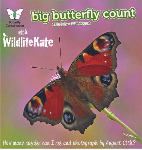 Big Butterfly Count 2019