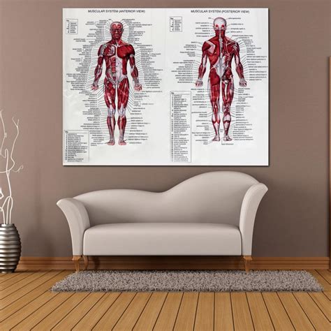 Buy 60cm80cm Muscle System Posters Silk Cloth Anatomy Chart Human Body