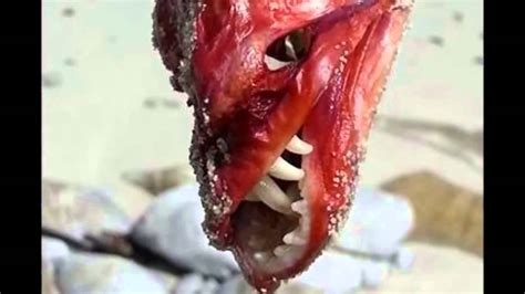 Weird Sea Creature Found On Cape Town Beach Youtube