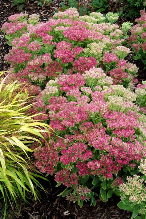 It is an ideal gift for special occasions or a great gift to yourself. Hot Stuff Sedum - Monrovia - Hot Stuff Sedum ...