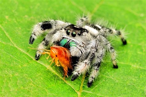 Regal Jumping Spider Phidippus Regius Info Pictures And Faqs